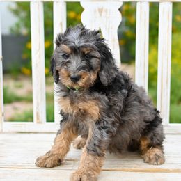 Aussiedoodle, Bernedoodle, Goldendoodle, and Irish Doodle Puppies from Sun Valley Goldendoodles