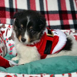 Sailor - Tri CHW Boy - White black and tan male Shetland Sheepdog puppy in Frazeysburg, Ohio from Mountain High Kennels