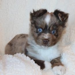 Blue-Eyed Red Merle Male 1 - Red merle male Toy Australian Shepherd puppy in Leighton, Alabama from Isbell Land & Livestock, LLC