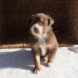 Rio - Red tri-color male Australian Shepherd puppy in Unionville, Iowa from Soap Creek Kennels
