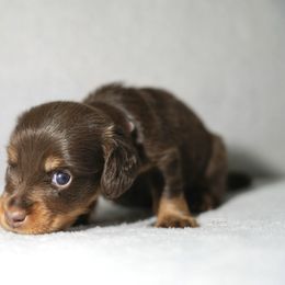 Pearl - Chocolate and tan female Dachshund puppy in Haslet, Texas from TG Dachshunds
