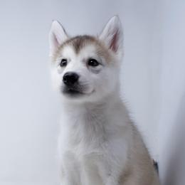 Rose - From Health Tested Parents - Vet Checked - Gray and white female Siberian Husky puppy in Santa Monica, California from Limitless Huskies