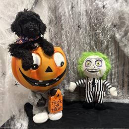 Poodle Puppies from Maison des Caniches