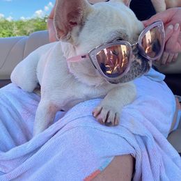 French Bulldog Puppies from ETL FUNTASTIC FRENCHIES