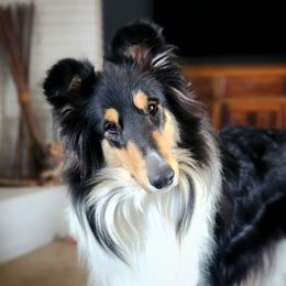 Collie puppies from MysticWood