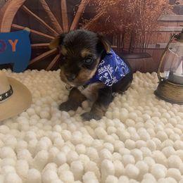 Boy 1 1500 - Black and tan male Yorkshire Terrier puppy in Douglas, Georgia from Southern Georgia Yorkies