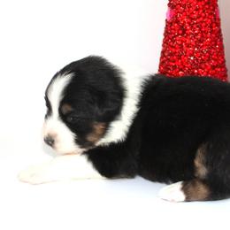 Patty - Black tri-color female Australian Shepherd puppy in Camp Springs, Kentucky from Diamond Paws Australian Shepherds