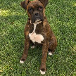 Tippy - Boxer