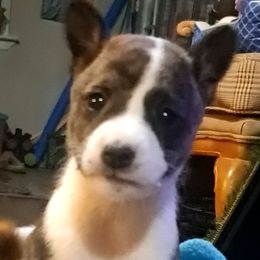 Purple Collar Girl 1 - Brindle and white female Basenji puppy in Tuttle, Oklahoma from Steadfast Farm (SFF)