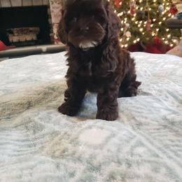 Cockapoo puppies from Robbin's Treasures