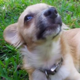 Chihuahuas from Remington's Way