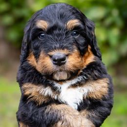 Sully - Tri-color male Bernedoodle puppy in Palmetto Bay, Florida from SOMIDOODLES