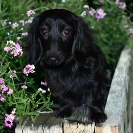 Dixie - Dachshund