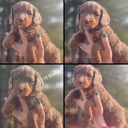 Saturday - Bernedoodle puppy from P3 Kennel