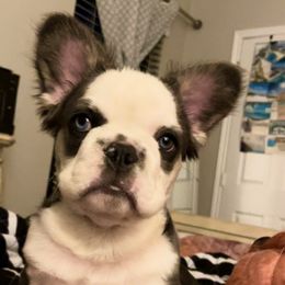 French Bulldog Puppies from Velvet Fluffy Pups