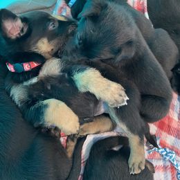 Belgian Malinois and Working Cross Puppies from L G Kennels