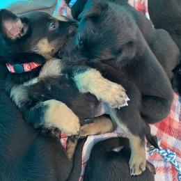 Belgian Malinois and Working Cross Puppies from L G Kennels