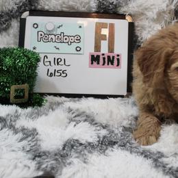 Goldendoodle and Poodle Puppies from Partridge Doodles and Poodles