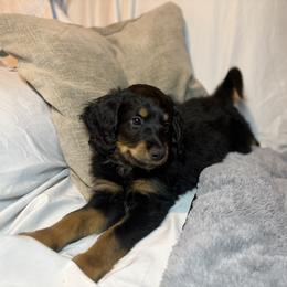 Junior - male Australian Mountain Doodle puppy in Melba, Idaho from Sleepy Hollow Mountain Doodles