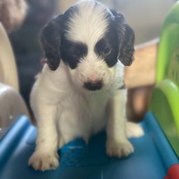 Charlie - Tri-color male Australian Labradoodle puppy in Eagle, Wisconsin from Fruitful Beginnings,LLC