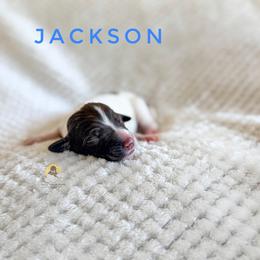 Jackson - Chocolate male Goldendoodle puppy in Dallas County, Texas from Dream A Little Doodle