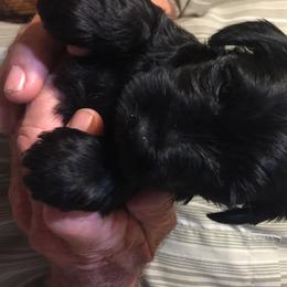 Miniature Schnauzer Puppies from Circle R Ranch