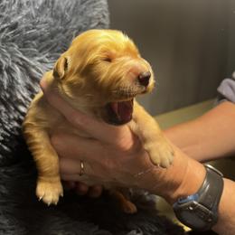 Golden Retriever Puppies from Personalized Dog Training - Windisch Goldens
