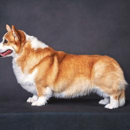Pembroke Welsh Corgis from Hart's Pembroke Welsh Corgis