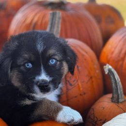 Harvest - Black tri male Miniature Australian Shepherd puppy in Granbury, Texas from Jubilee Acres