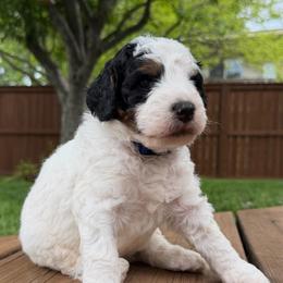 Mouse - Black and white male Bernedoodle puppy in Fishers, Indiana from Fishers Bernedoodles