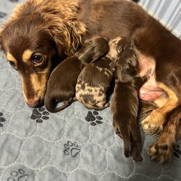 Martini - Dachshund