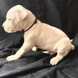 Black - White male Dogo Argentino puppy in Powder Springs, Georgia from Primo Kennels