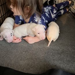 Bull Terrier and Pomeranian Puppies from Bossladykennels