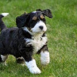 Bernedoodle and Double Doodle Puppies from Cloud Nine Doodles