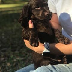 Boykin Spaniel Puppies from Flyin W Boykins