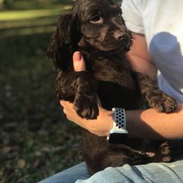 Boykin Spaniel Puppies from Flyin W Boykins