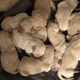 Golden Retriever Puppies from Ginn’s Golden Retrievers