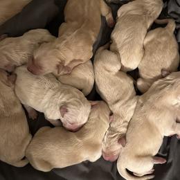 Golden Retriever Puppies from Ginn’s Golden Retrievers