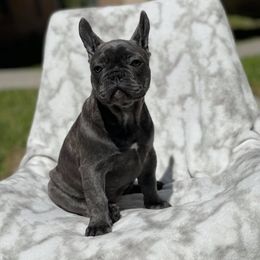 French Bulldogs from Texas Meskin Frenchies