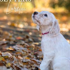 Lorelai- Pink Collar - English Setter puppy from Bucks County Setters