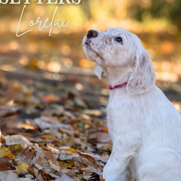 Lorelai- Pink Collar - English Setter puppy from Bucks County Setters