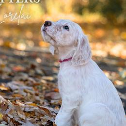 Lorelai- Pink Collar - English Setter puppy from Bucks County Setters