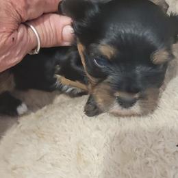 Star - Chocolate, tan and white female Yorkshire Terrier puppy in Chickasha, Oklahoma from SISSYS YORKIES