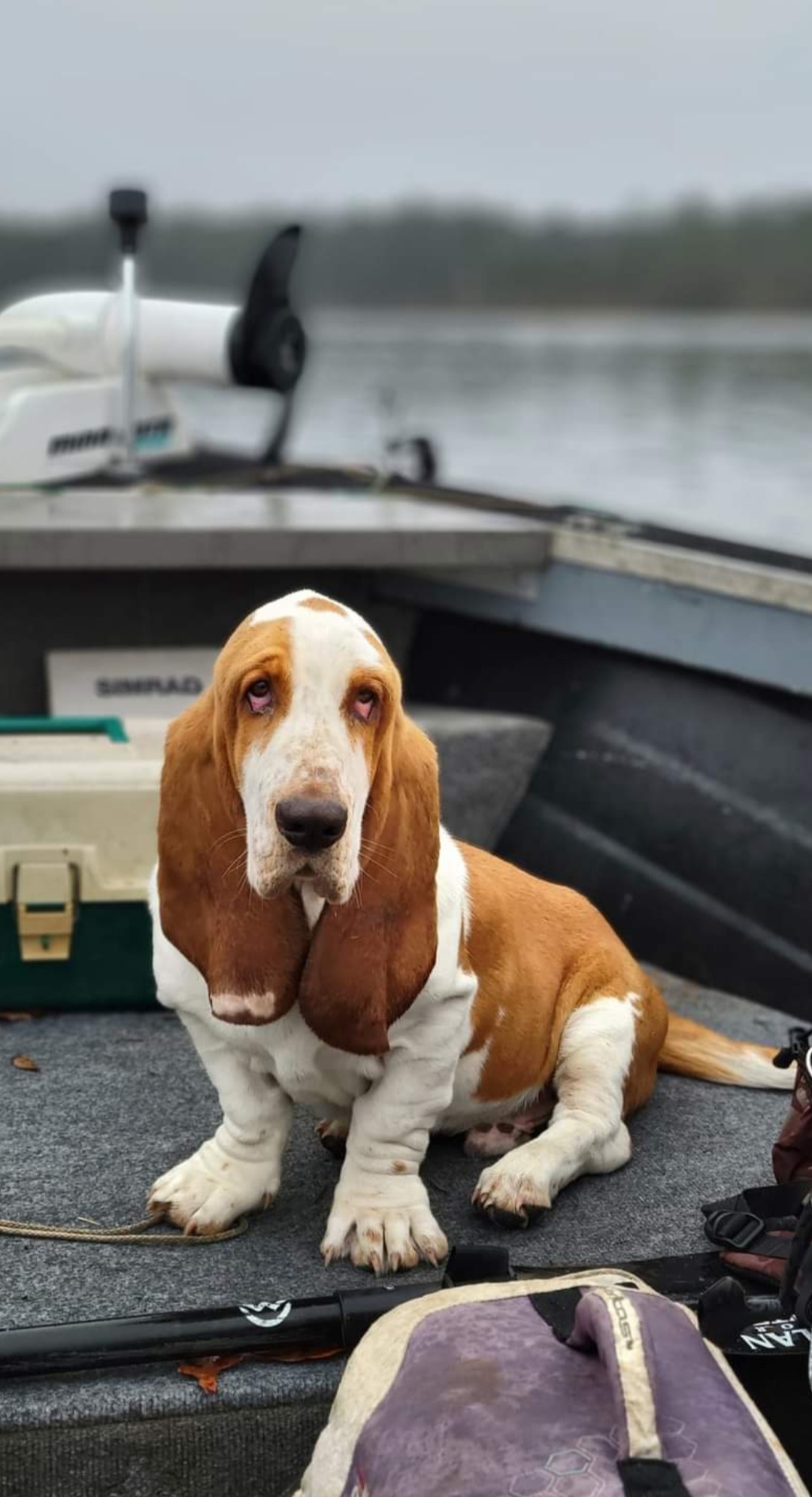 Burt - Basset Hound