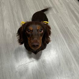 Kali - Dachshund