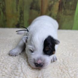 Black Collar Blue Male - Blue male Australian Cattle Dog puppy in Riverton, Utah from Rundown Ranch Cattle Dogs