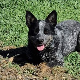 Rein - Australian Cattle Dog