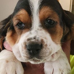 Basset Hounds from Riley Bassett Hounds