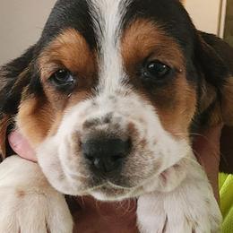 Basset Hounds from Riley Bassett Hounds