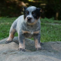 Bella Moth - Blue speckled female Australian Cattle Dog puppy in Buffalo Valley, Tennessee from Buffalo Valley Breeders